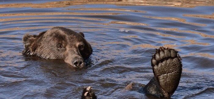 The winning photo by Jacqueline Sinclair in week one of our Bear Discovery contest