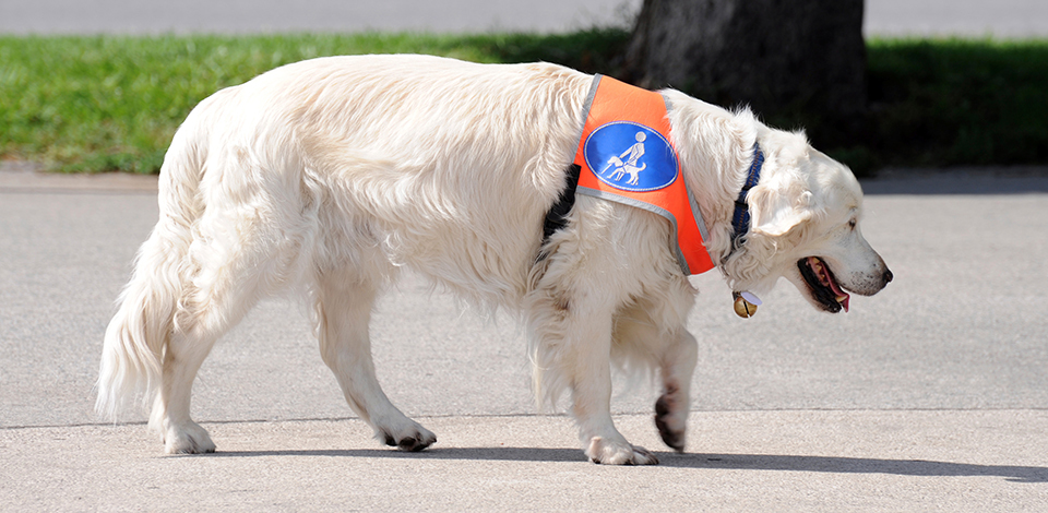 Grouse guide dog