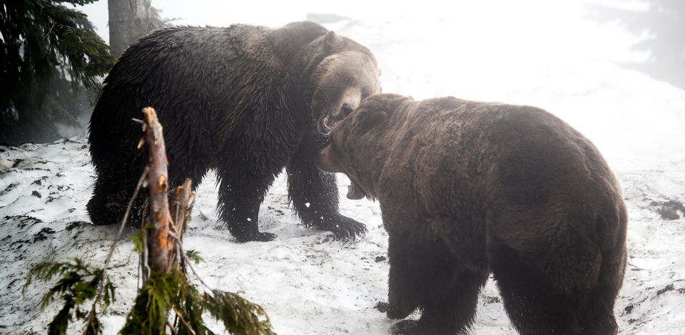 Grinder and Coola Play Wrestle in Upper Pond