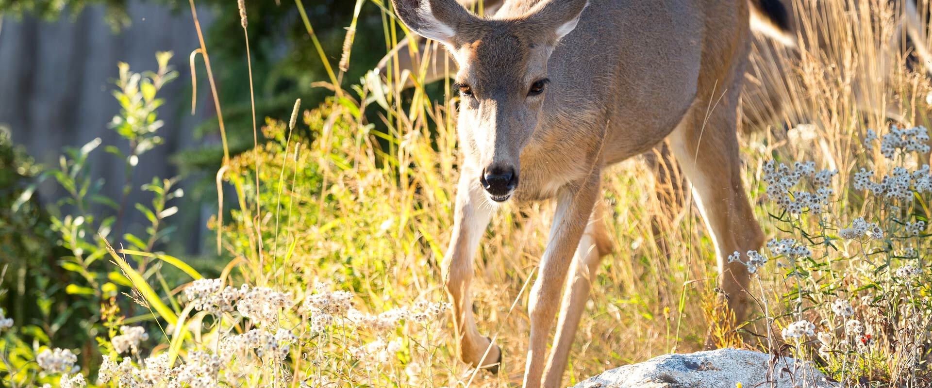 Deer at Grouse Mountain