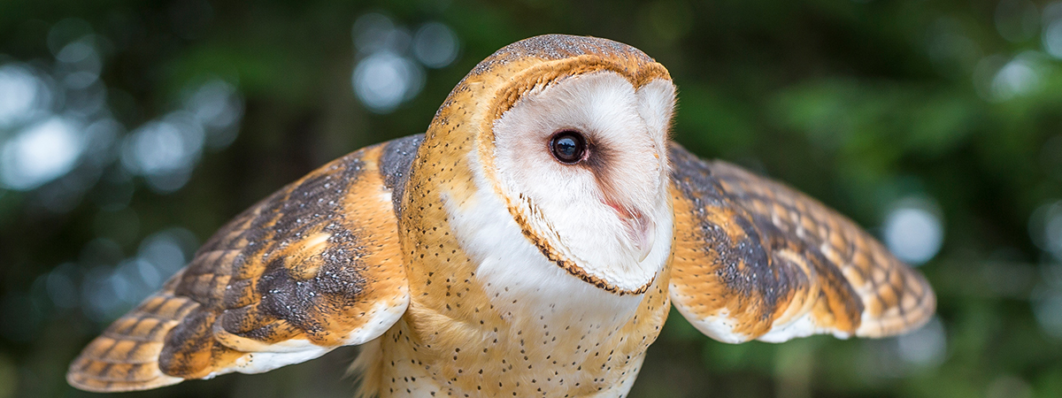 owls of Grouse Mountain